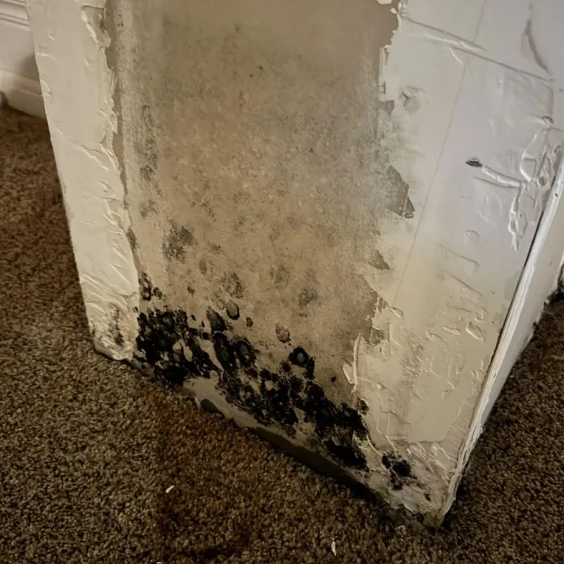 Professional Mold Removal in Edgerton, KS